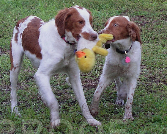 Sonny and Butch
