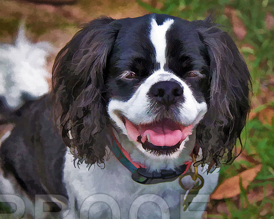 Willie0246