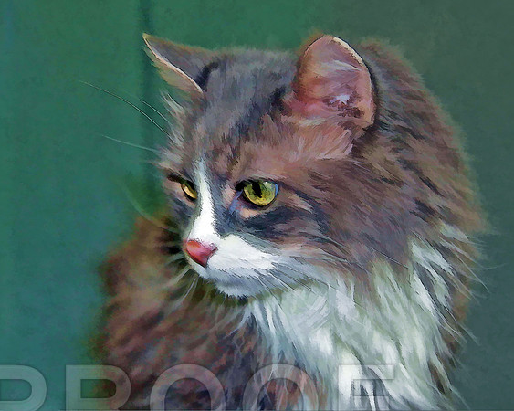 Picture in Oil