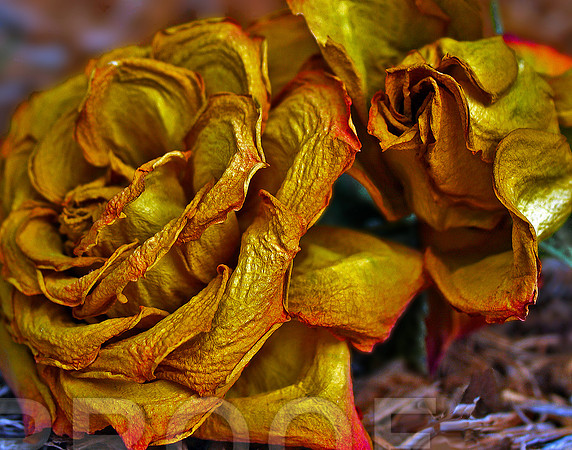 ROMANCE REMEMBERED, petrified rose