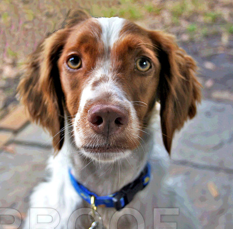 sonny for kennel 022