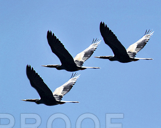 stick marsh 1152 3 birds