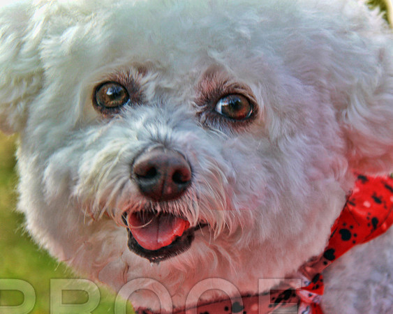 Bichon G  4035