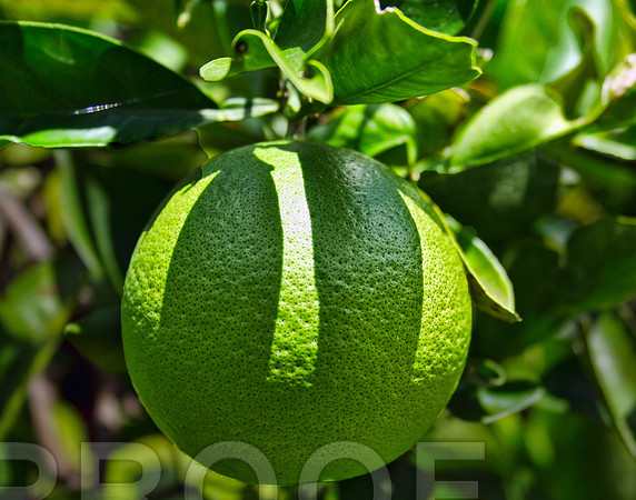 green 025