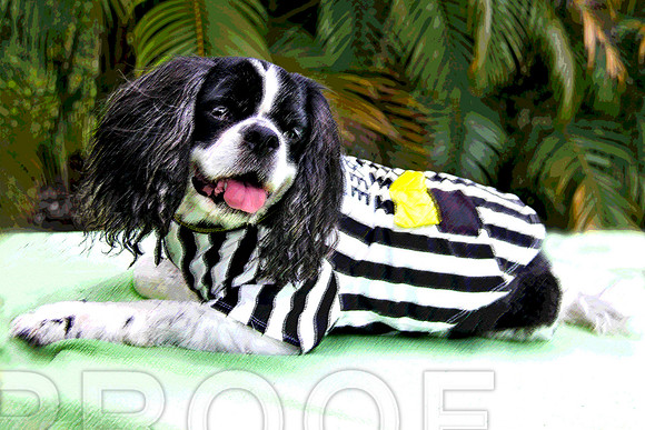 Willie0233