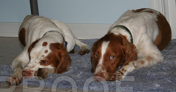 The boys, Jeb and Sonny