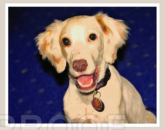 English Setter Puppy