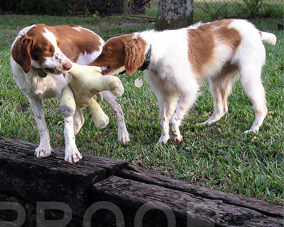 Sonny and Ace