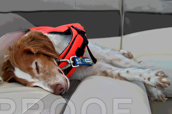 boat 4084 dog tired