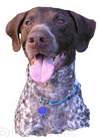 German Short Hair Pointer