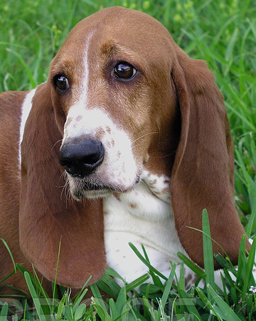 Basset