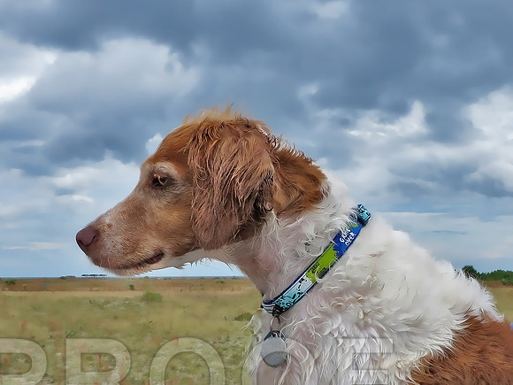 Sonny on beach w collar 0416