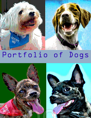 Portfolio of Dogs