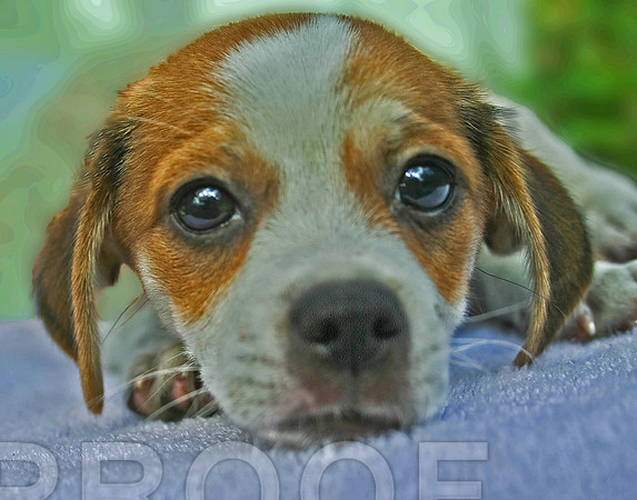 Sweet Eyes