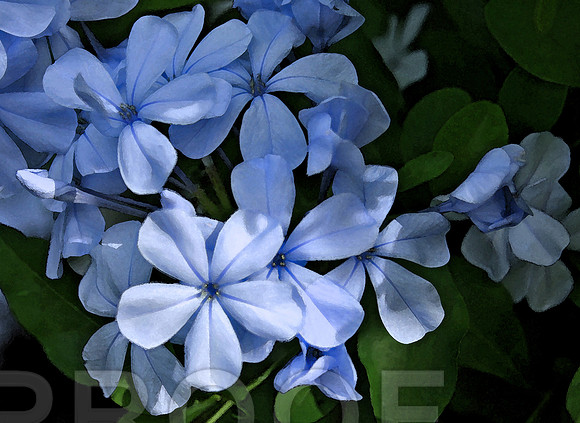 Plumbago Blues