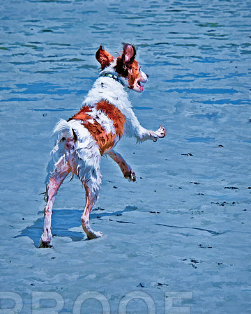 beach 3828 bz iii YaHOOO