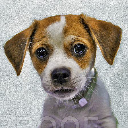 rescued pup