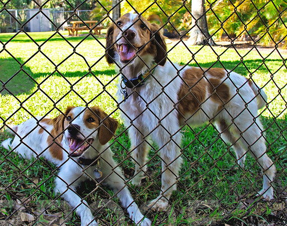 Sonny and Lady