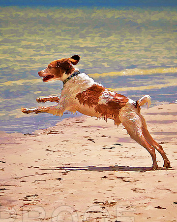 beach 3835 pnt IV jumping in