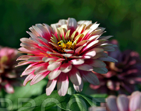 Zinnia