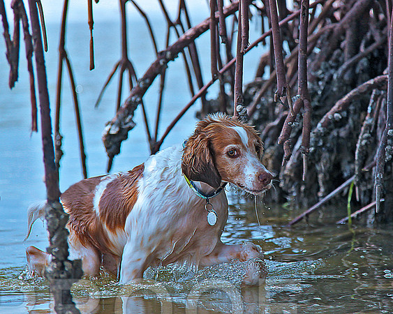beach 3805 in the water with