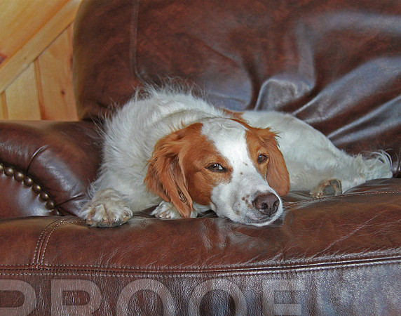 lady cabin nap on the chair