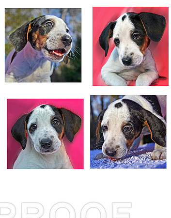 Faces Puppy