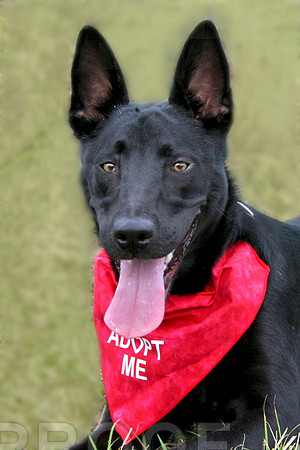 Black Shephard Mix