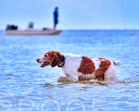 beach tpz 3669 swimming