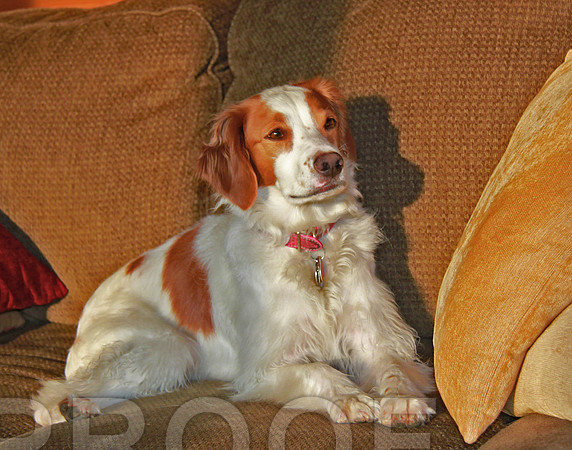 Lady cabin dog3507