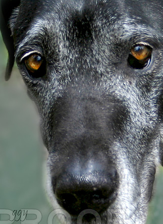 Wise Great Dane