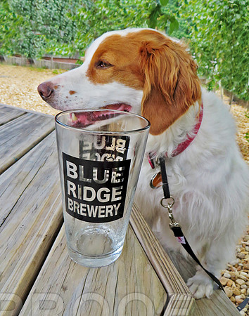 lady at the Brewery