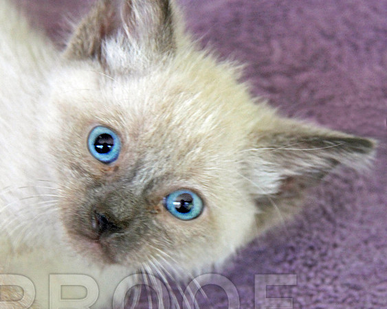Siamese Eyes
