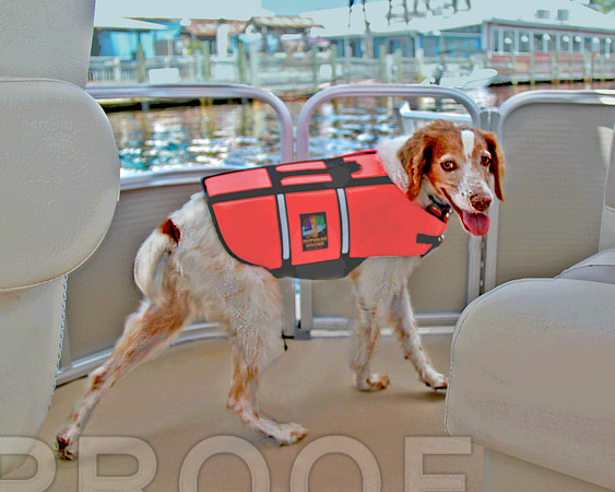 boat 3896 on de boat